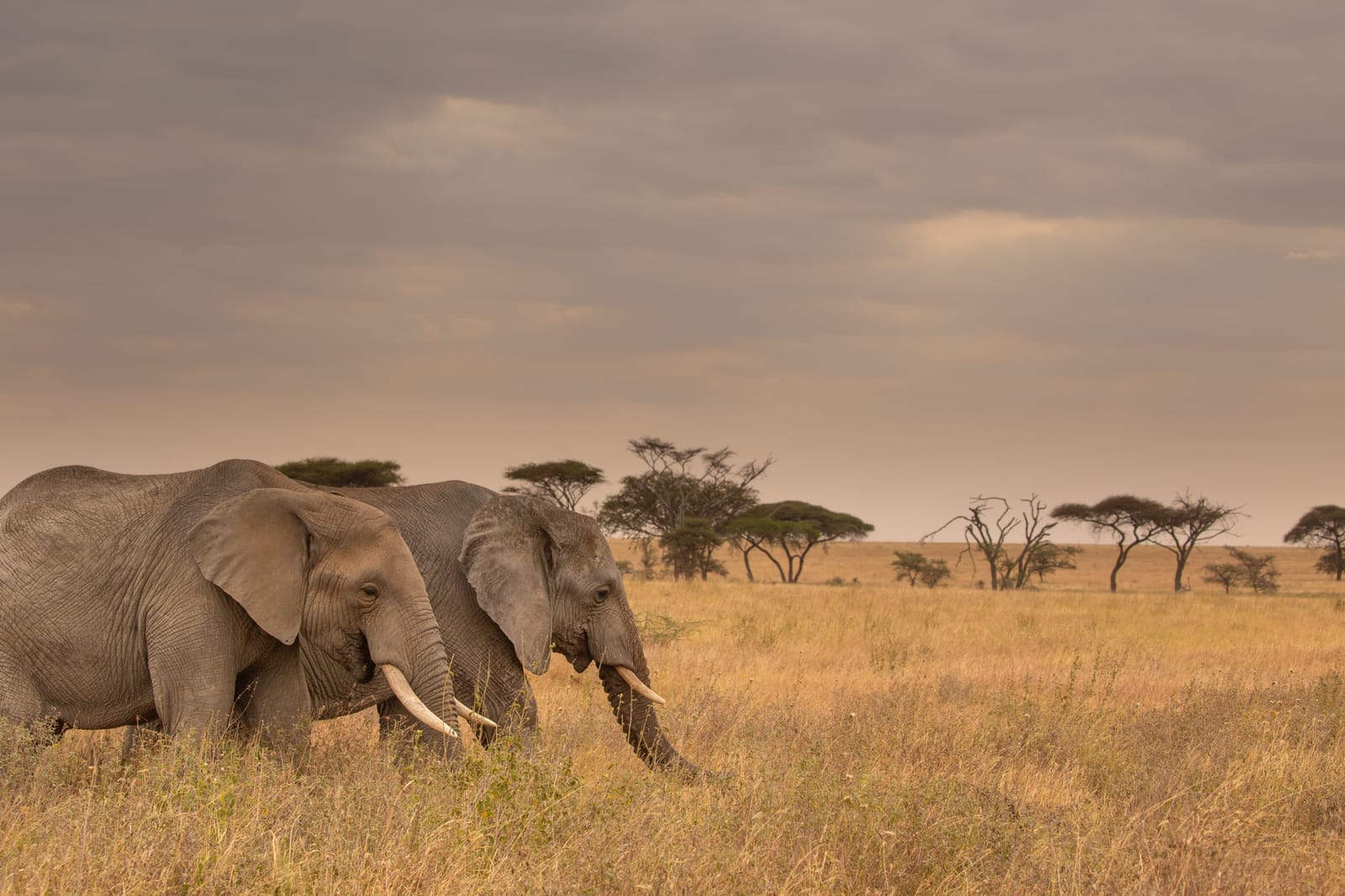 Calm, supportive counselling space — two elephants