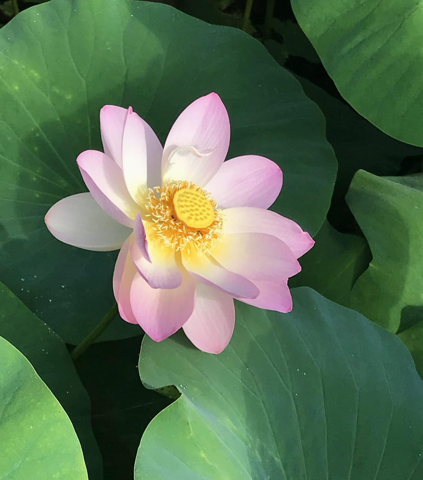 Peaceful natural setting — water lily pond