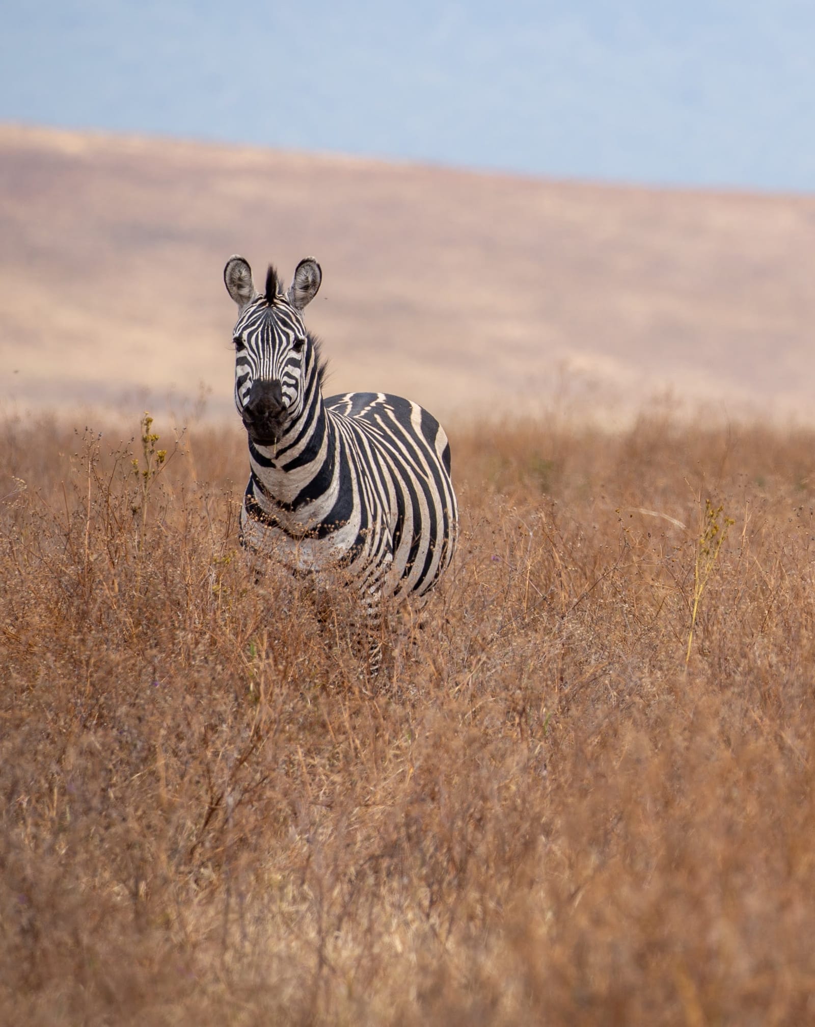 Two zebras side by side — symbol of companionship